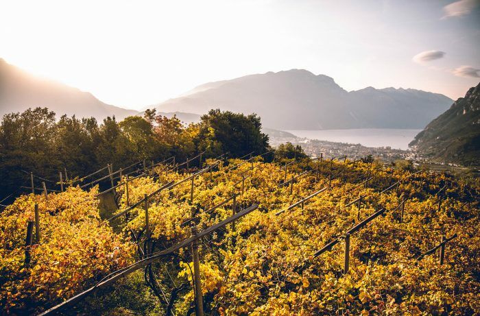 TRENTINO: WINE REGION OF THE YEAR